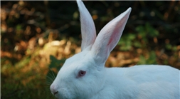 多少人惊觉自己是小白兔？