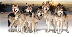 狼性团队是靠扇耳光打造出来的？